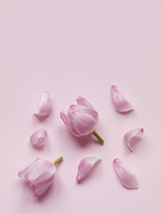Pink tulip heads and flower petals isolated on light pink background. Copy space. Flat lay. Top view