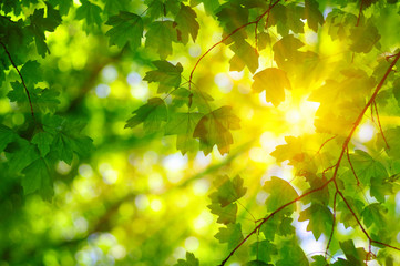 Green leaves and sun