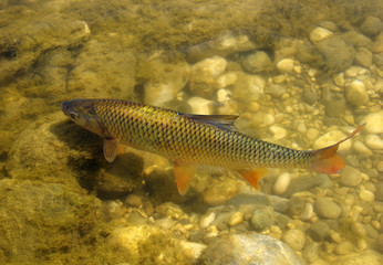 fish in the river