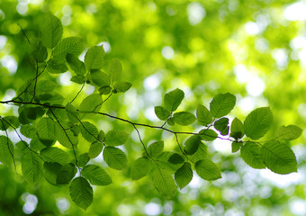 Green leaves background