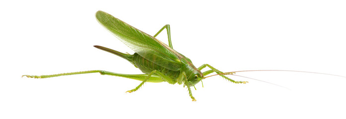Green locust on white