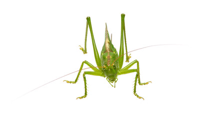 Green locust on white