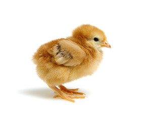  chickens isolated on white