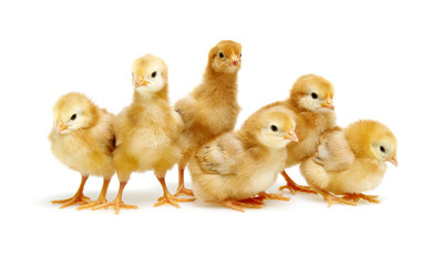 Chicks isolated on white