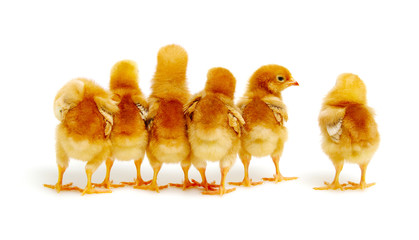 Chicks isolated on white background