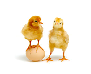 brown egg and chicks