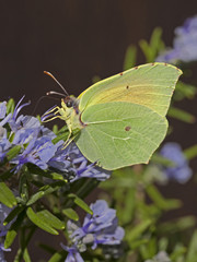 Papillon jaune citron accroché butinant le pollen d'un fleur mauve en Provence, Sud de la France en été..