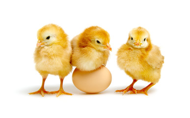 brown egg and chicks