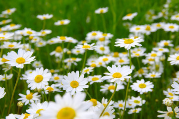 Fototapeta premium White camomiles on field