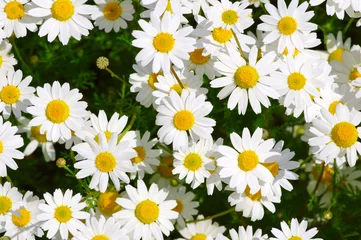 Cercles muraux Marguerites White daisy on  field