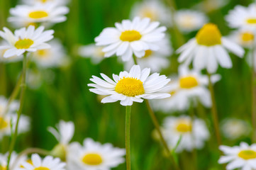 Fototapeta premium White daisy on field