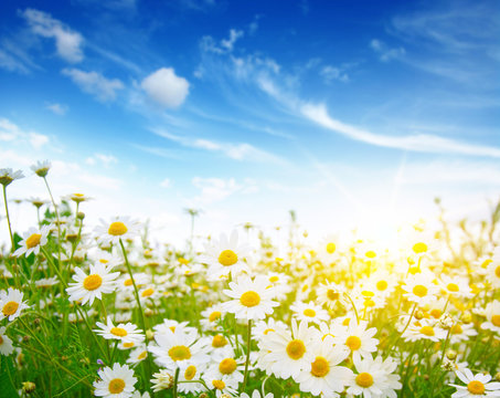 field of daisy flowers