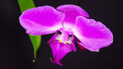 Beautiful pink Orchid on black background.