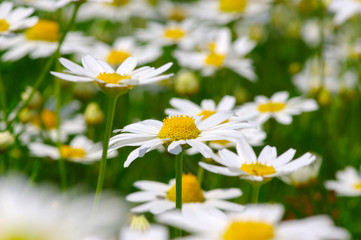 White daisy on  field