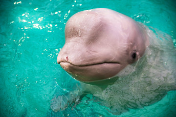 Naklejka premium Cute dolphin in pool in dolphinarium