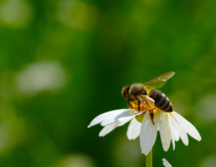 Bee and flower