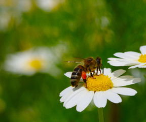 Bee and flower
