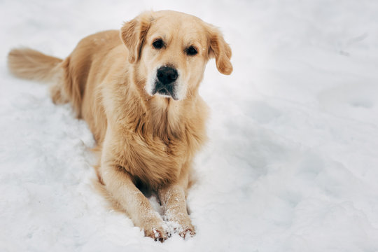 Photo of labrador sitting on snow at winter walk