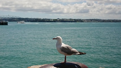 Auckland sea front