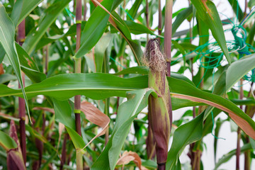 Obraz premium Japanese Corn (Sweet Corn Mirai F1) in greenhouse supported by string Corn nets. Organic fruits in the farmer's plot garden .