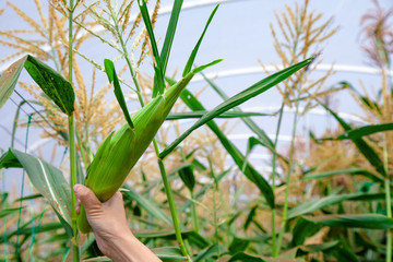Japanese Corn (Sweet Corn Mirai F1) in greenhouse supported by string Corn nets. Organic fruits in the farmer's plot garden .