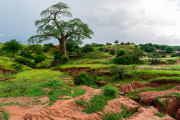 Majestic Baobab
