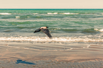 Crow in flight by the sea