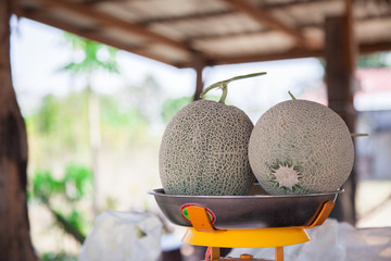 Japanese melons or cantaloupe melons on Weighing scales with pan and dial sold at the market . Organic fruits in the farmer's plot garden .