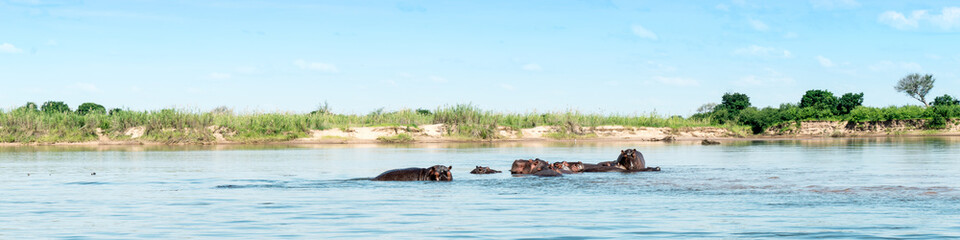 Fototapeta premium Wild water animals