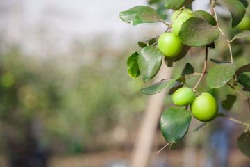 Jujube fruits or monkey apple ( Ziziphus mauritiana ) Fresh from the trees Organic fruits in the farmer's plot garden .