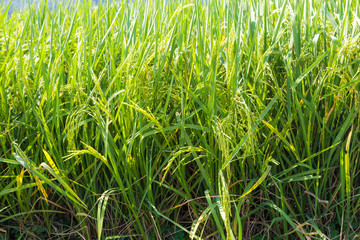 Rice field gren leaf