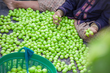 Gardeners are selected Jujube fruits or monkey apple ( Ziziphus mauritiana ) Fresh from the trees Organic fruits in the farmer's plot garden .