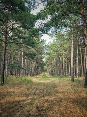 Fototapeta na wymiar An empty path in a pine forest 