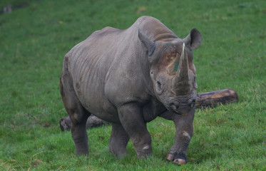 Fototapeta premium photo of a big Black Rhino walking on grass