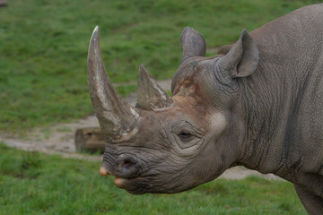 close-up photo portrait of a Black Rhino with a green grass back-ground