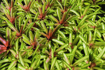 Fototapeta premium Group of Bromeliad Neoregelia in plant store