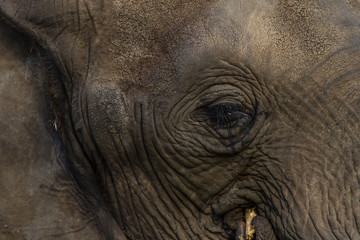 Fototapeta premium close-up photo of an African elephants right eye