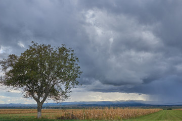 Summer landscape with big wheat field