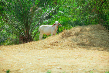 Obraz na płótnie Canvas Brahman cow bovine species thailand are eating straw in thailand Countryside.