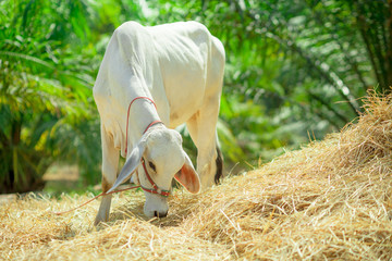 Brahman cow bovine species thailand are eating straw in thailand Countryside.