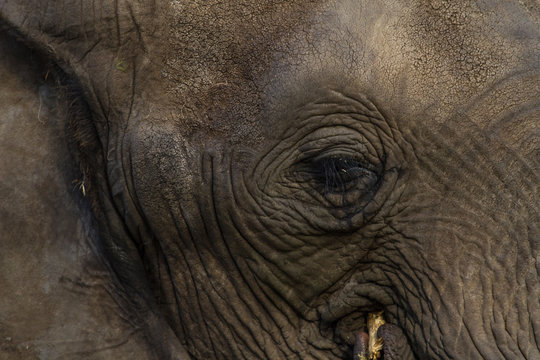 close-up photo of an African elephants right eye