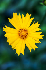 Bright yellow flower in the garden over green background. 