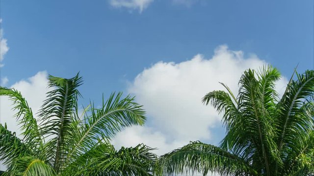 Sky with clouds The front of the palm trees.