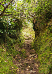 Trail from Ponta Delgada to Faja Grande, Flores Island, Azores, Portugal