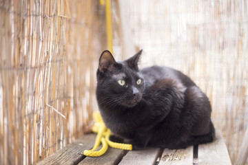 Schwarze Katze auf Balkon