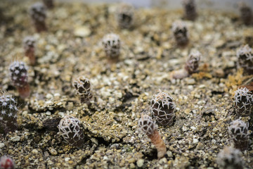 Seedlings of Cactus Navajoa peeblesiana,  pattern of cactus.