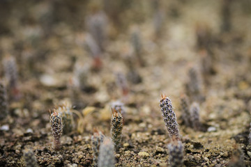 Seedling of cactus toumeya papyracantha ,forest of toumeya.
