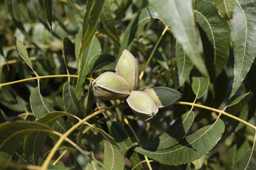 Pecan tree