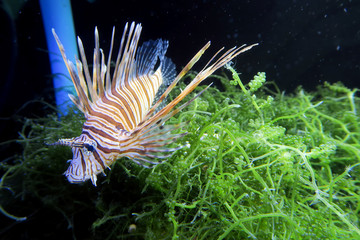 Lion fish with sea grape aquatic plant in aquarium tank.