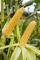 Two cobs young sweet corn closeup